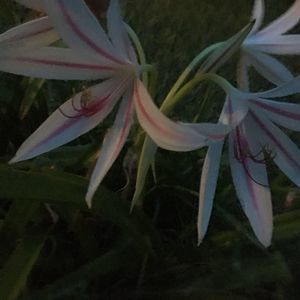 Meet your Posher, Juliana